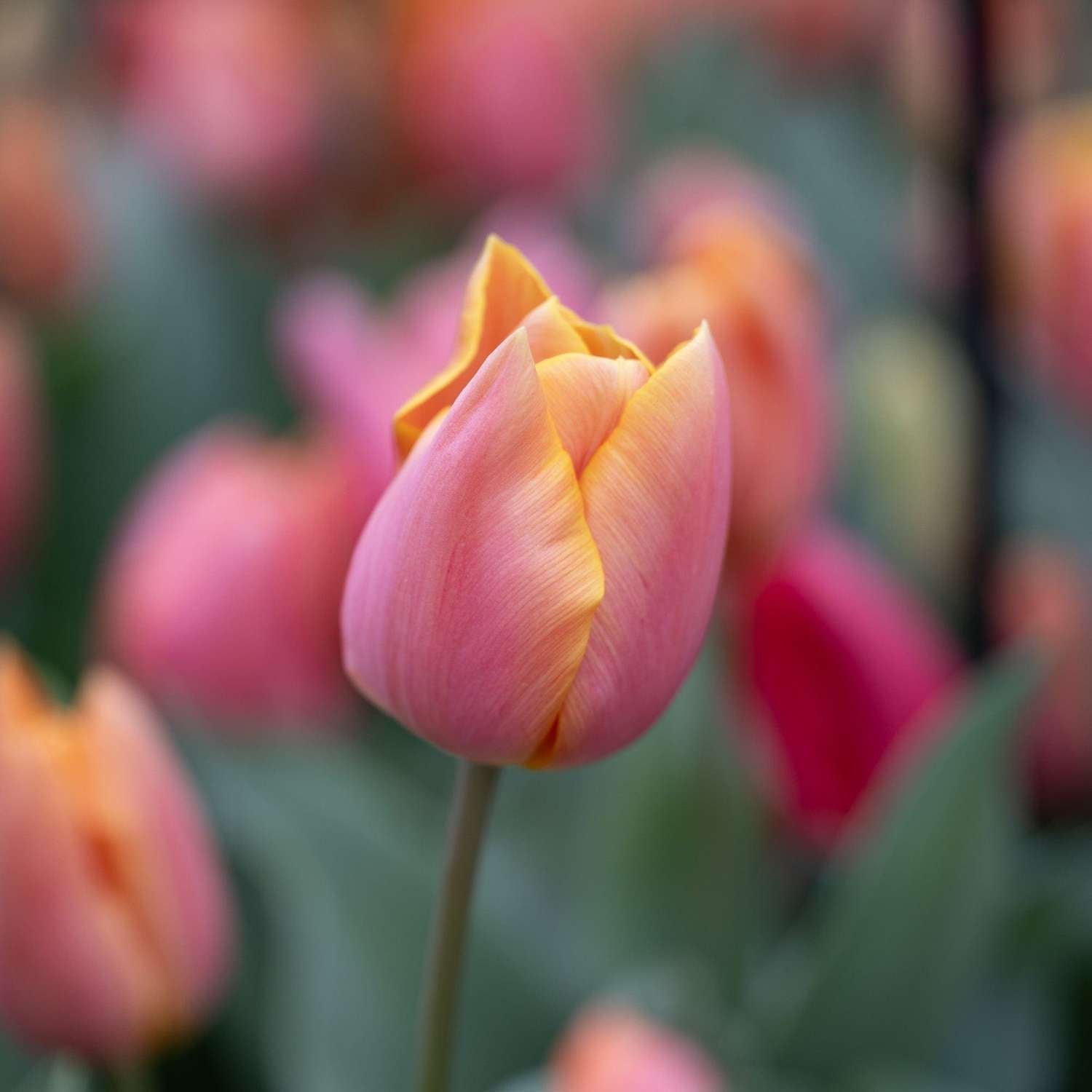 Tulpenmischung 'Jimmy Family' - Tulipanblanding